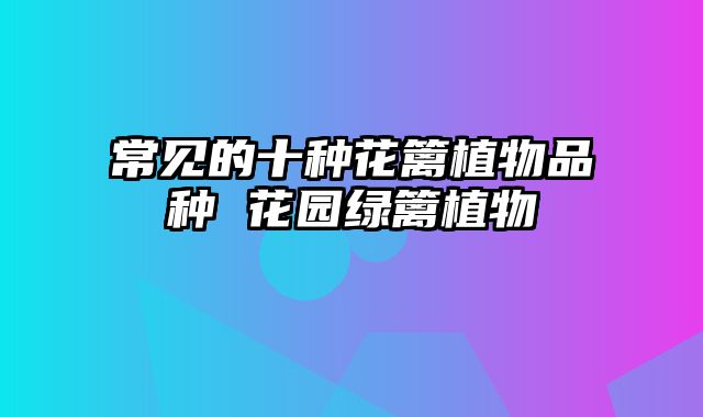 常见的十种花篱植物品种 花园绿篱植物