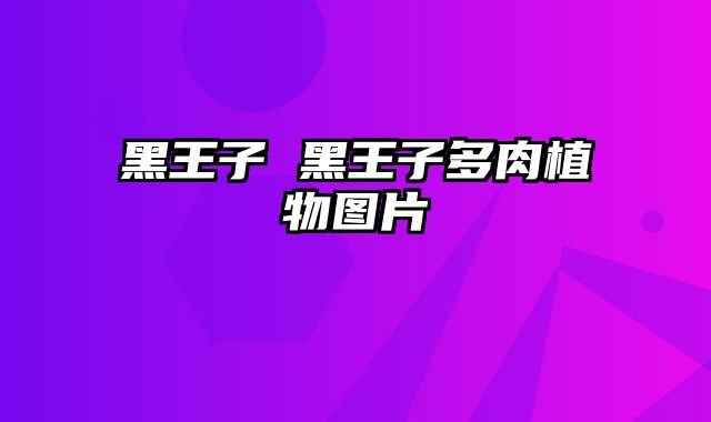 黑王子 黑王子多肉植物图片