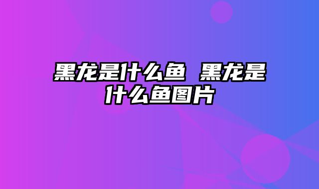 黑龙是什么鱼 黑龙是什么鱼图片