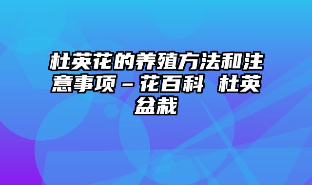 杜英花的养殖方法和注意事项–花百科 杜英盆栽