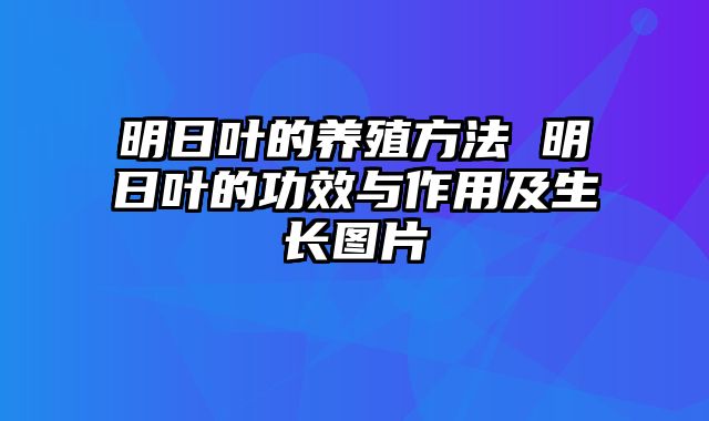 明日叶的养殖方法 明日叶的功效与作用及生长图片