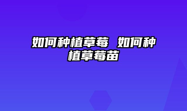 如何种植草莓 如何种植草莓苗
