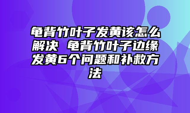 龟背竹叶子发黄该怎么解决 龟背竹叶子边缘发黄6个问题和补救方法