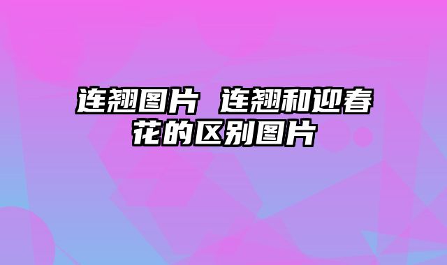 连翘图片 连翘和迎春花的区别图片