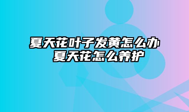 夏天花叶子发黄怎么办 夏天花怎么养护