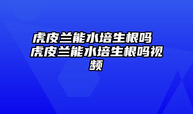 虎皮兰能水培生根吗 虎皮兰能水培生根吗视频