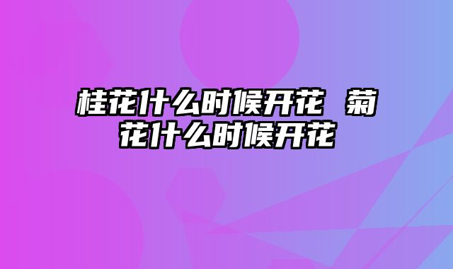 桂花什么时候开花 菊花什么时候开花