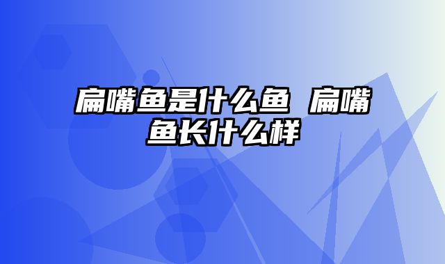扁嘴鱼是什么鱼 扁嘴鱼长什么样