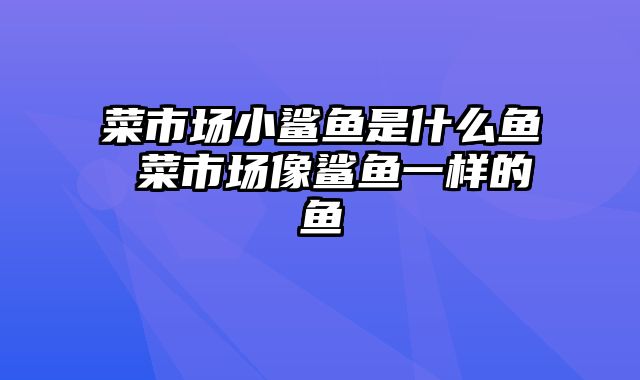 菜市场小鲨鱼是什么鱼 菜市场像鲨鱼一样的鱼