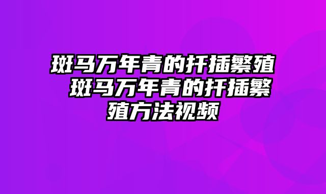 斑马万年青的扦插繁殖 斑马万年青的扦插繁殖方法视频
