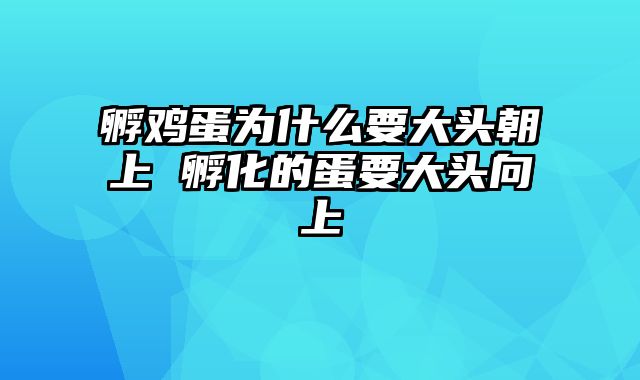 孵鸡蛋为什么要大头朝上 孵化的蛋要大头向上