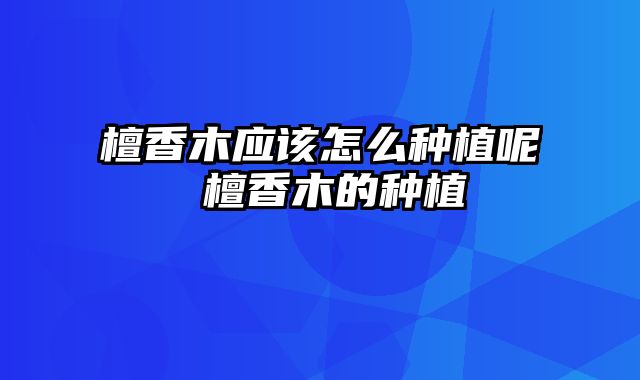 檀香木应该怎么种植呢 檀香木的种植