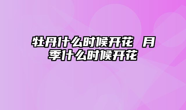 牡丹什么时候开花 月季什么时候开花