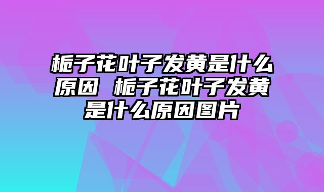 栀子花叶子发黄是什么原因 栀子花叶子发黄是什么原因图片