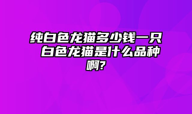纯白色龙猫多少钱一只 白色龙猫是什么品种啊?