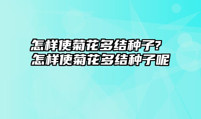 怎样使菊花多结种子? 怎样使菊花多结种子呢