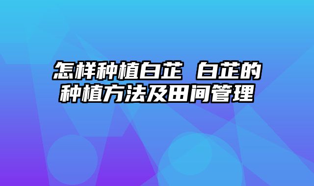 怎样种植白芷 白芷的种植方法及田间管理