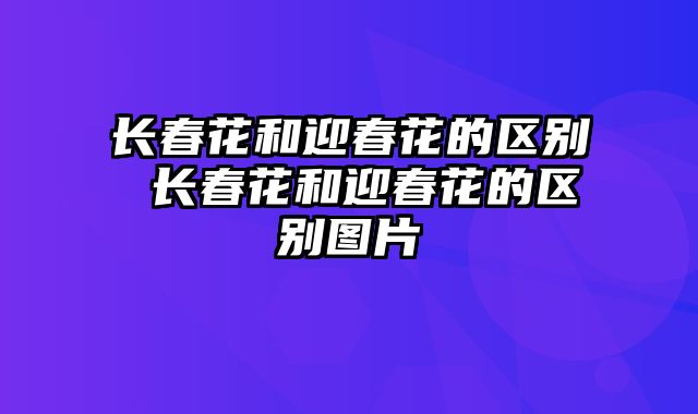 长春花和迎春花的区别 长春花和迎春花的区别图片