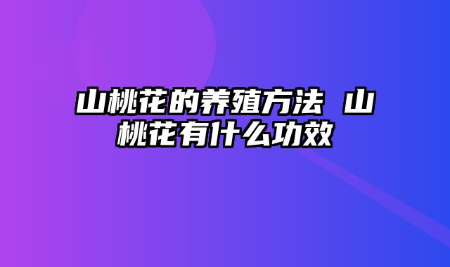 山桃花的养殖方法 山桃花有什么功效