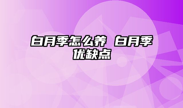 白月季怎么养 白月季优缺点