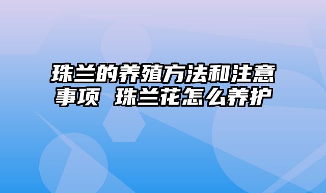 珠兰的养殖方法和注意事项 珠兰花怎么养护