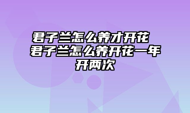 君子兰怎么养才开花 君子兰怎么养开花一年开两次