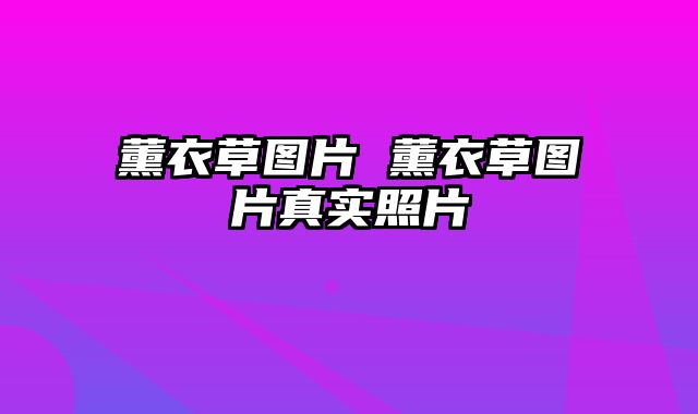 薰衣草图片 薰衣草图片真实照片
