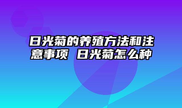 日光菊的养殖方法和注意事项 日光菊怎么种