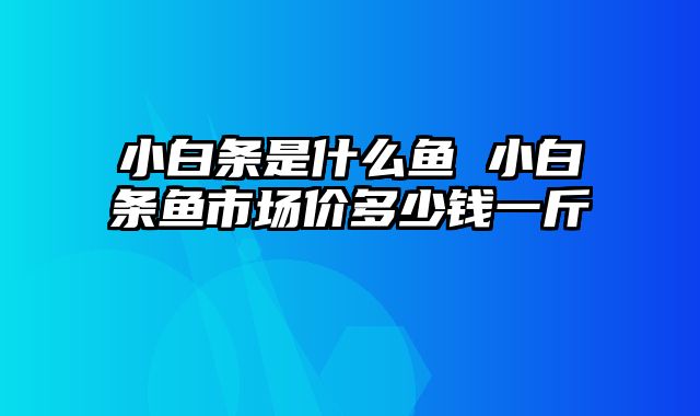 小白条是什么鱼 小白条鱼市场价多少钱一斤