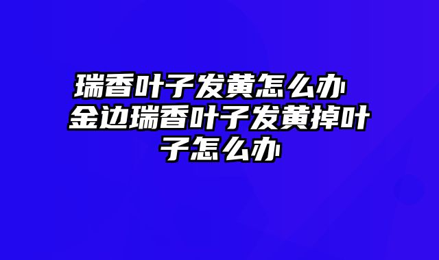 瑞香叶子发黄怎么办 金边瑞香叶子发黄掉叶子怎么办