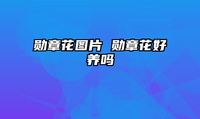 勋章花图片 勋章花好养吗