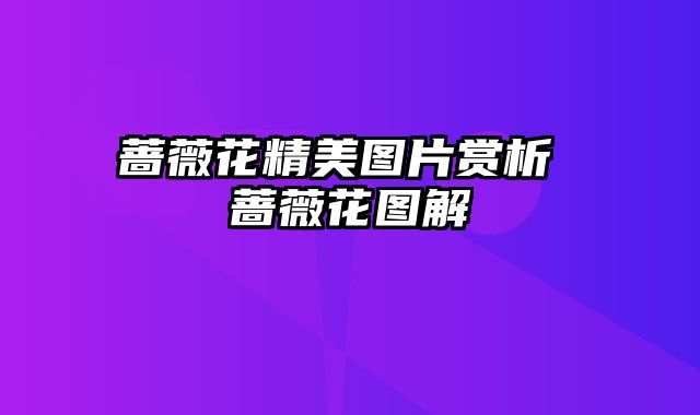 蔷薇花精美图片赏析 蔷薇花图解