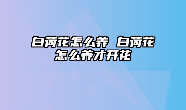白荷花怎么养 白荷花怎么养才开花