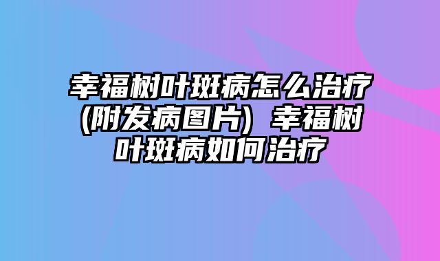 幸福树叶斑病怎么治疗(附发病图片) 幸福树叶斑病如何治疗