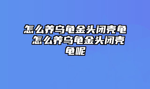 怎么养乌龟金头闭壳龟 怎么养乌龟金头闭壳龟呢