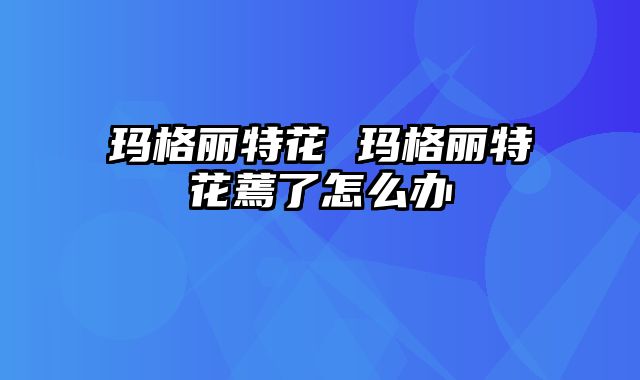 玛格丽特花 玛格丽特花蔫了怎么办