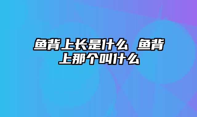 鱼背上长是什么 鱼背上那个叫什么
