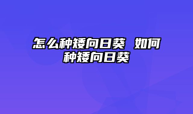 怎么种矮向日葵 如何种矮向日葵
