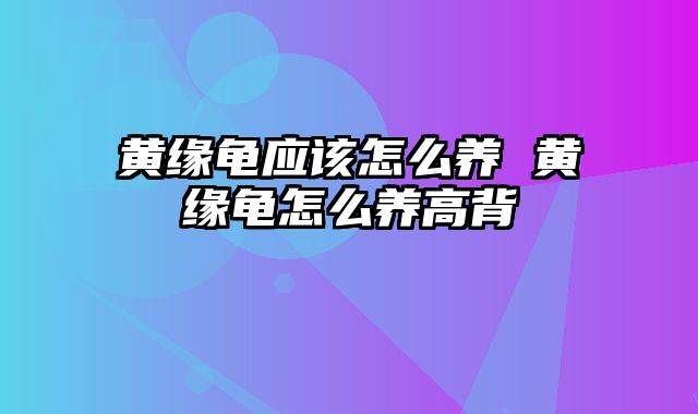 黄缘龟应该怎么养 黄缘龟怎么养高背
