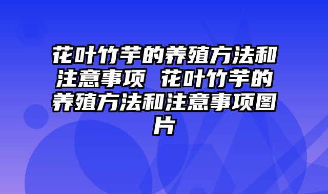 花叶竹芋的养殖方法和注意事项 花叶竹芋的养殖方法和注意事项图片