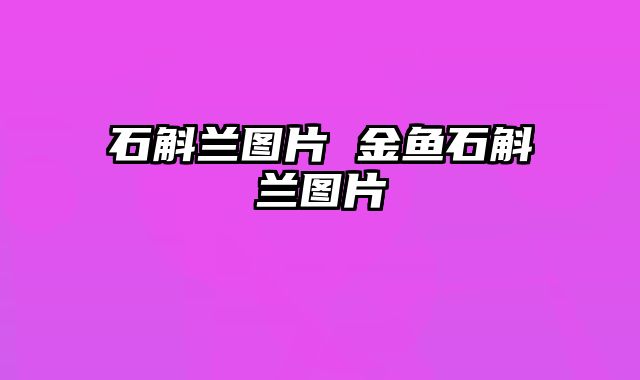 石斛兰图片 金鱼石斛兰图片