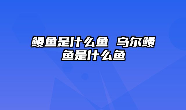 鳗鱼是什么鱼 乌尔鳗鱼是什么鱼