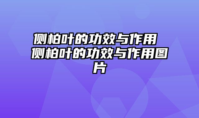 侧柏叶的功效与作用 侧柏叶的功效与作用图片