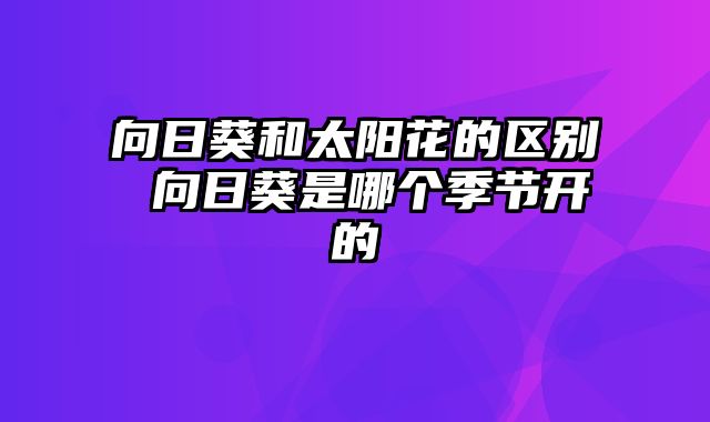 向日葵和太阳花的区别 向日葵是哪个季节开的
