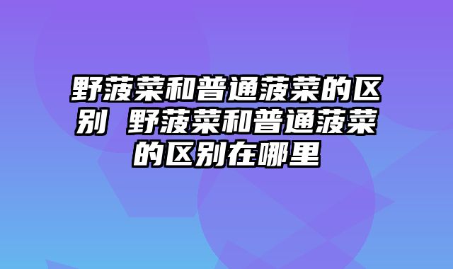 野菠菜和普通菠菜的区别 野菠菜和普通菠菜的区别在哪里
