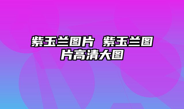 紫玉兰图片 紫玉兰图片高清大图
