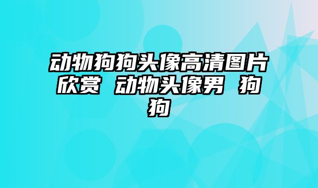 动物狗狗头像高清图片欣赏 动物头像男 狗狗