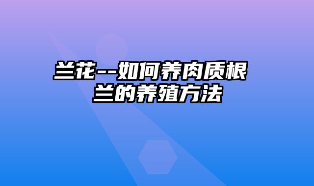 兰花--如何养肉质根 嚜兰的养殖方法