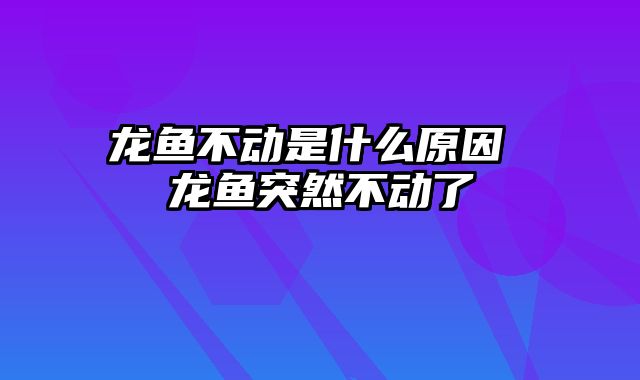 龙鱼不动是什么原因 龙鱼突然不动了
