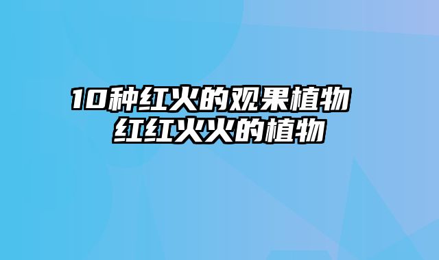 10种红火的观果植物 红红火火的植物
